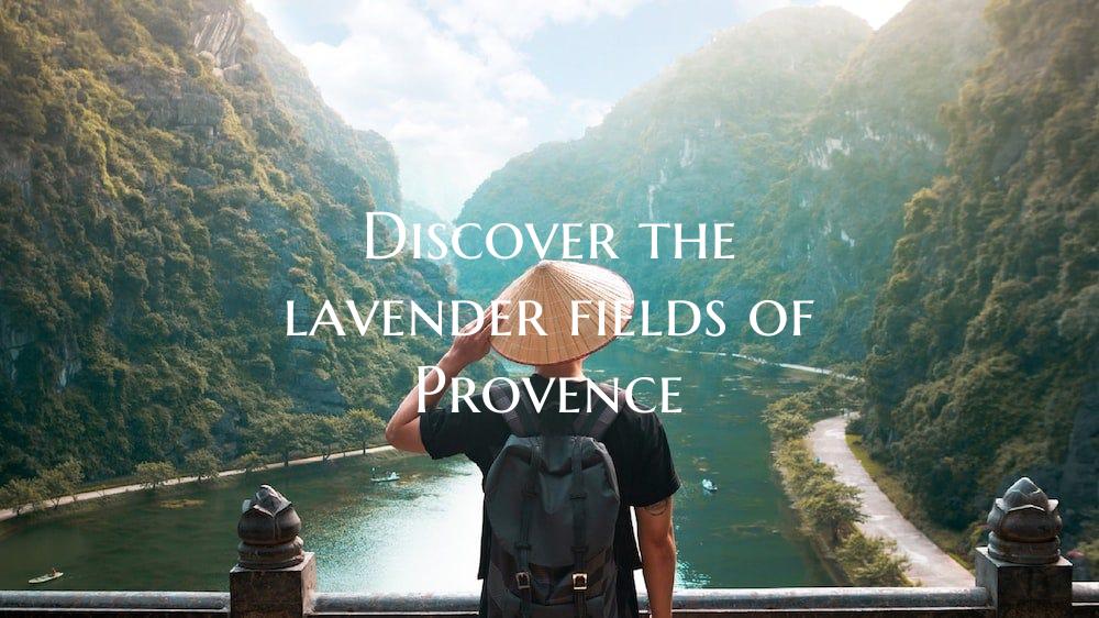 Discover the lavender fields of Provence
